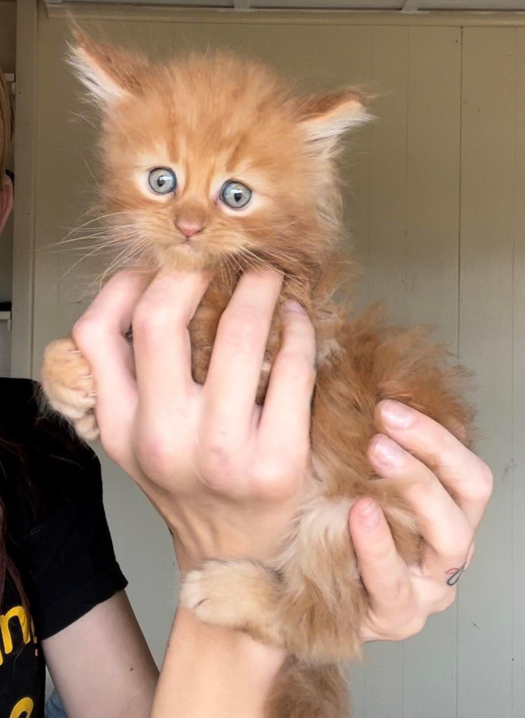 Miles aka Ol' Blue Eyes (male)