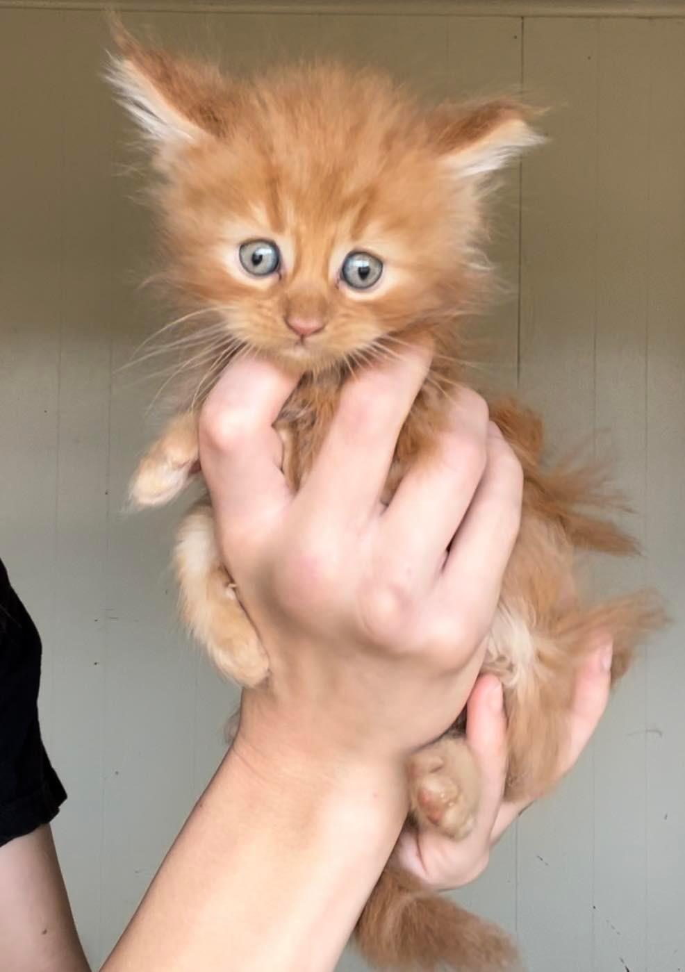 Miles aka Ol' Blue Eyes (male)