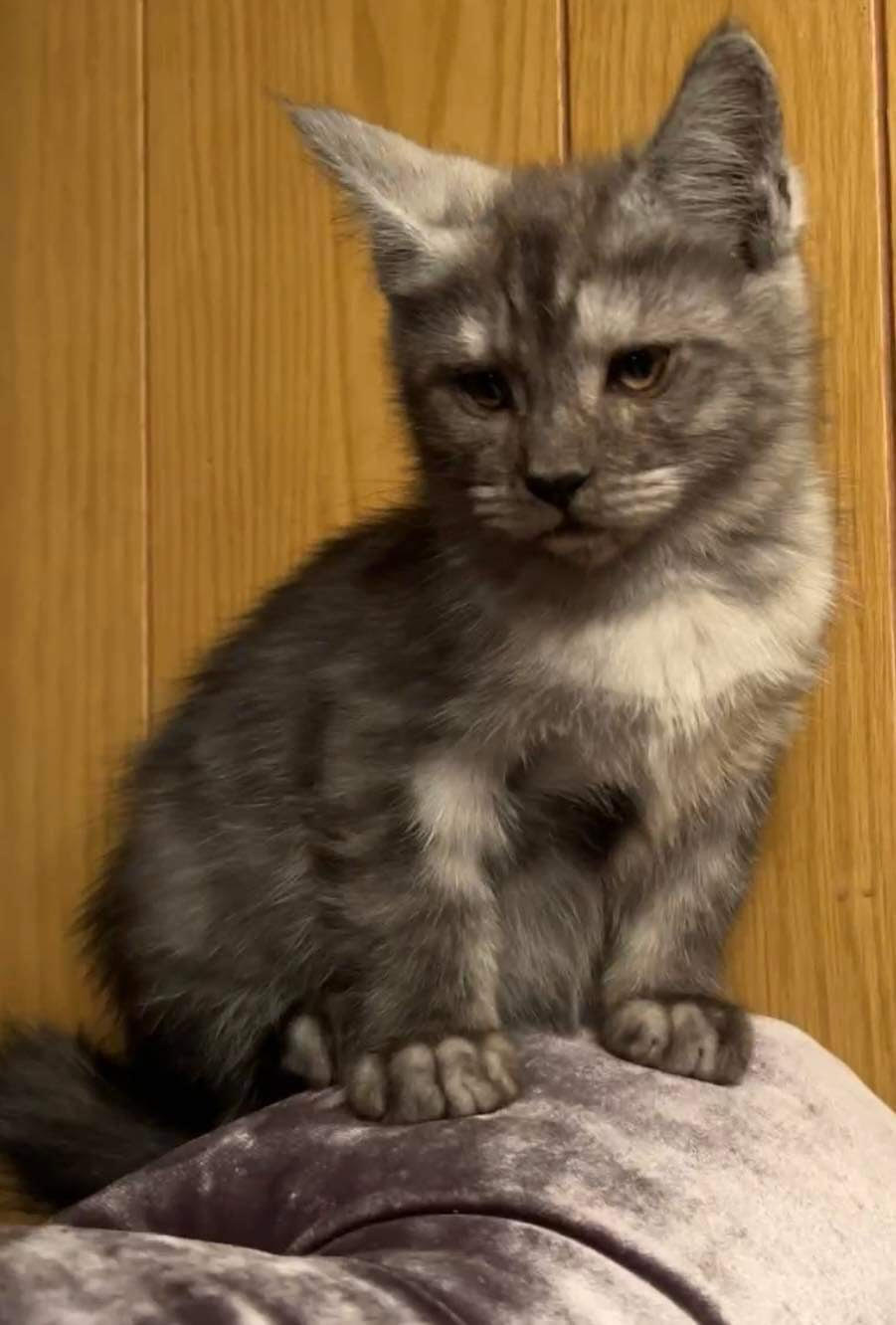 Cornelius
