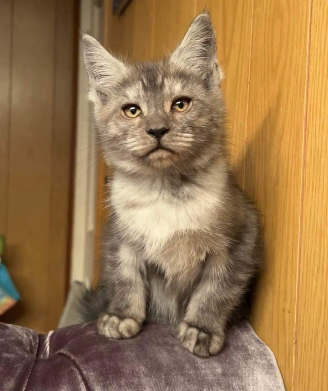Cornelius