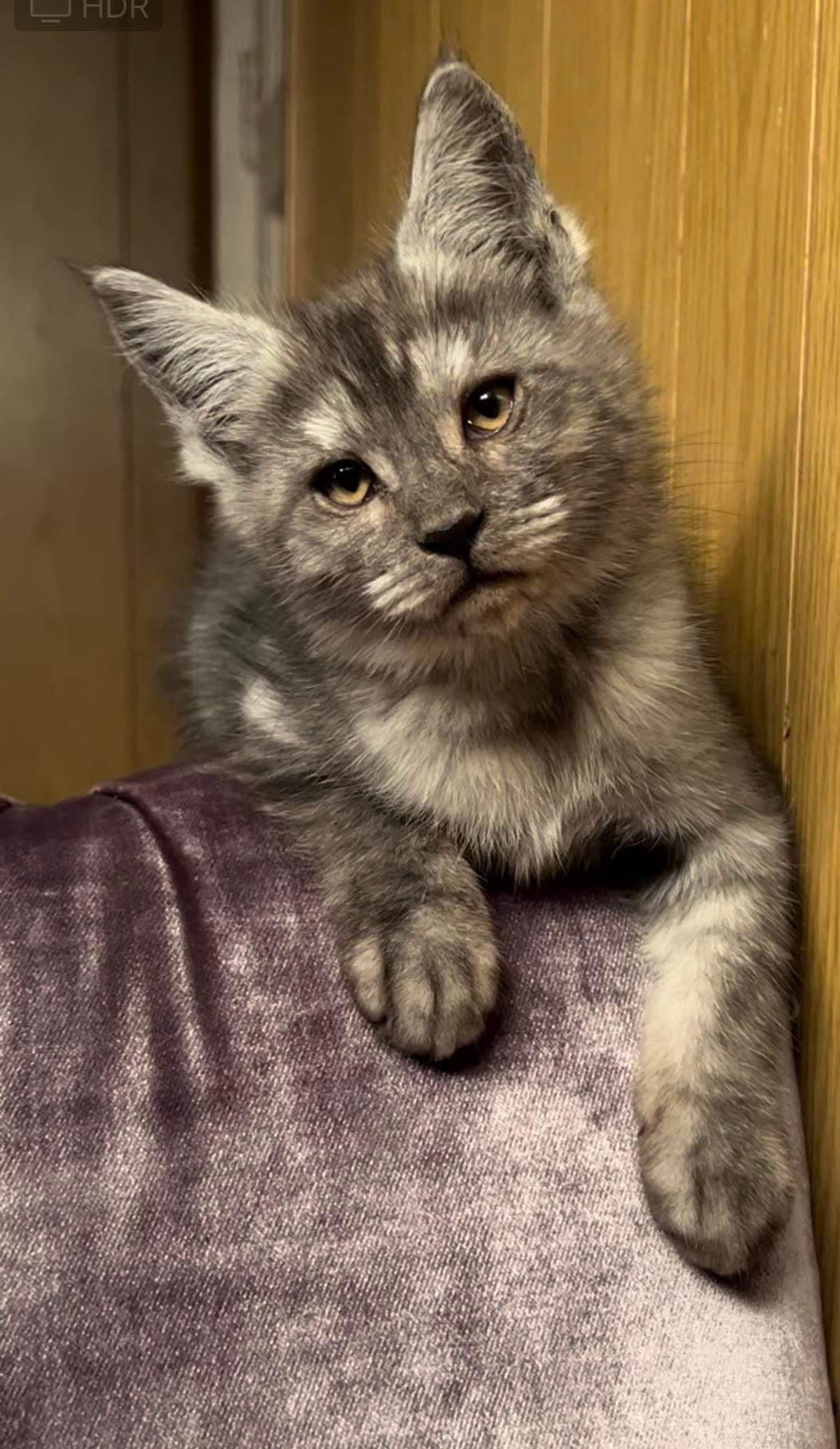 Cornelius